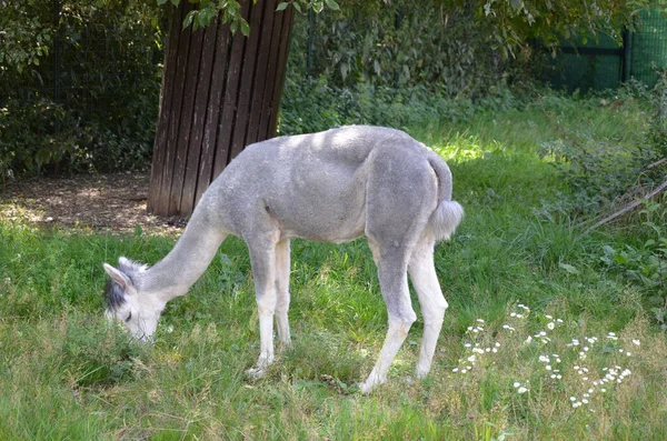 Llama Lama Zoo Frankfurcie Świeżym Powietrzu — Zdjęcie stockowe