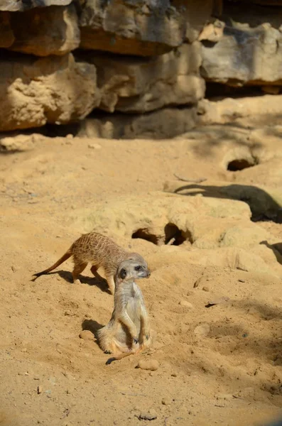 Portrait Meerkat Suricata Suricatta Zoo Francfort — Photo