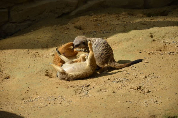 Porträtt Meerkat Suricata Suricatta Frankfurt Zoo — Stockfoto