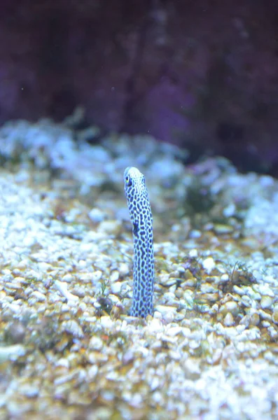 Spotted Garden Eel Aquarium — Stock Photo, Image