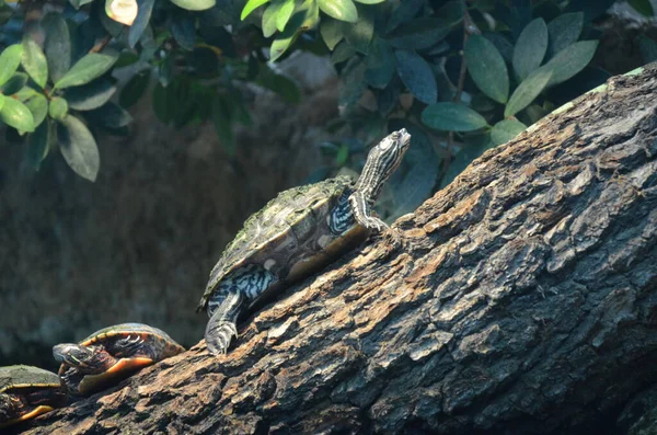 Turtle Head Relaxing Sunlight — Stock Photo, Image