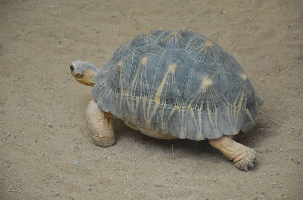 Land Sköldpadda Promenader Sand Frankfurt Zoo — Stockfoto