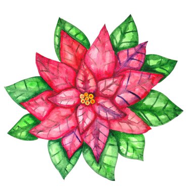 Suluboya Atatürk çiçeği. El Noel çiçek illüstrasyon izole beyaz zemin üzerine boyalı. Botanik gösterim amacıyla tasarım, yazdırma veya arka plan