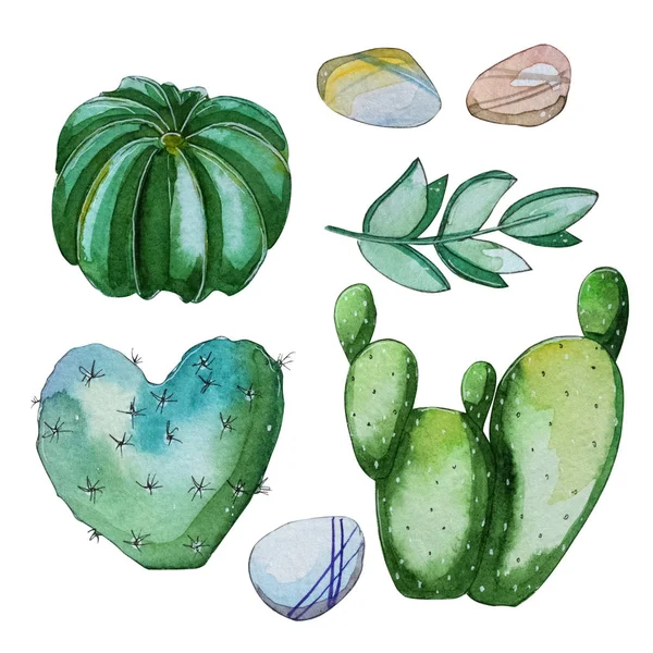 Aquarel Handbeschilderd Set Cactus Plant Aquarel Clipart Individuele Bloem Geïsoleerd — Stockfoto