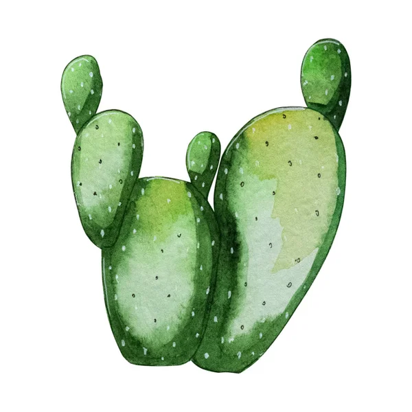 Planta Pintada Mano Del Cactus Acuarela Aislada Clipart Blanco Del — Foto de Stock