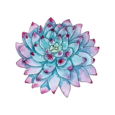 Suluboya succulents bitkiler. Beyaz arka plan üzerinde izole Handpainted iclipart. Dünya etli ve kaktüs toplama. Benzersiz tasarım için mükemmel