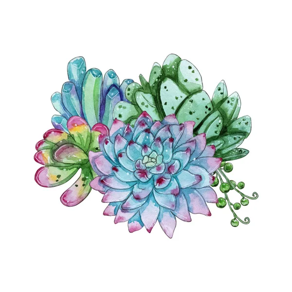 Aquarelle Composition Végétale Succulente Peinte Main Clipart Aquarelle Fleur Individuelle — Photo