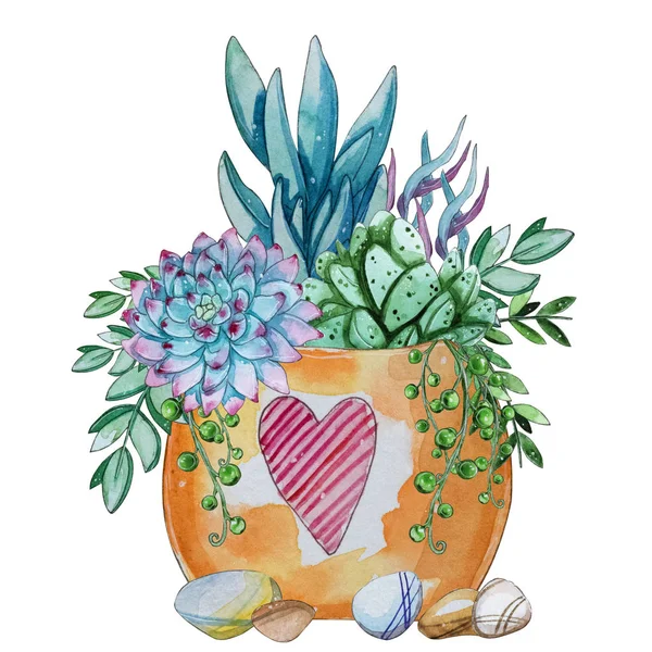 Aquarel Handbeschilderd Succulente Installatie Samenstelling Aquarel Clipart Individuele Bloem Geïsoleerd — Stockfoto