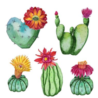 Suluboya handpainted çiçeği kaktüs bitkileri kümesi. Suluboya clipart, bireysel çiçek beyaz arka plan üzerinde izole. Proje, kapak, duvar kağıdı, model, hediye kağıt, düğün için mükemmel