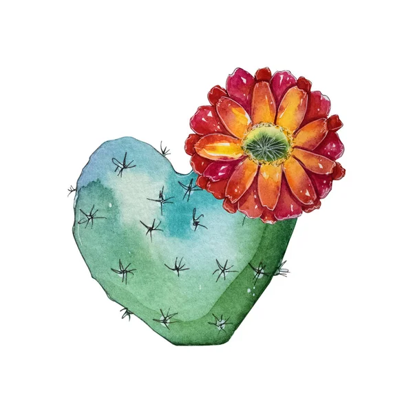 Akvarell Kézzel Festett Blossom Kaktusz Növény Elszigetelt Fehér Background Akvarell — Stock Fotó