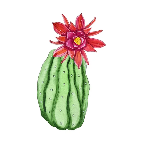 Akvarell Kézzel Festett Blossom Kaktusz Növény Elszigetelt Fehér Background Akvarell — Stock Fotó