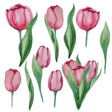 Elle çizilmiş suluboya bahar Lale ayarlayın. Bu mükemmel kartları, davetiyeleri, düğün tasarım, desen tasarım için