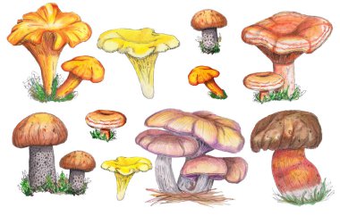 Suluboya sonbahar watercolo mantar ayarlayın. Beyaz arka plan üzerinde izole. Turuncu-cap çörek, Cantharellus cibarius mantar. Mükemmel tasarım, kartları için