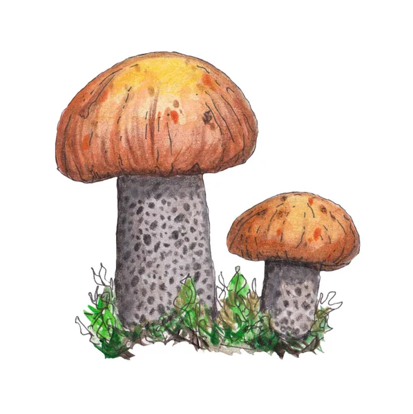 Original Aspen Mushroom Hand Painted Watercolor Illustration Mushroom Perfect Design — Stock Photo, Image