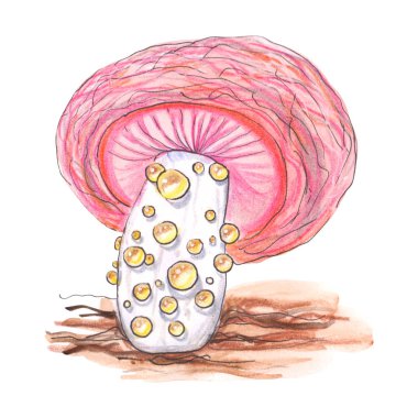 Original fungus mushroom.  clipart