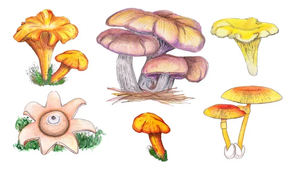 Originele eetbare en schimmel paddestoelen. — Stockfoto