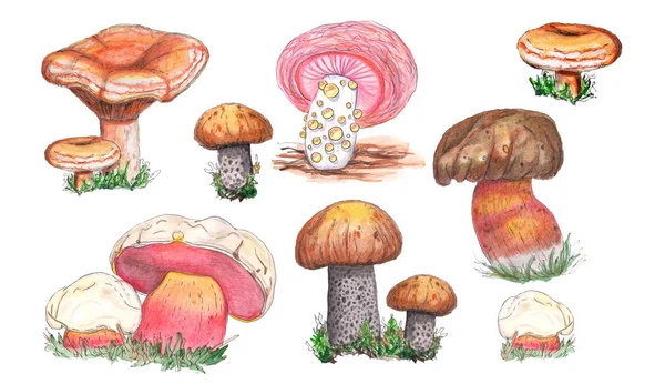 Оригинальные съедобные грибы и грибы . — стоковое фото
