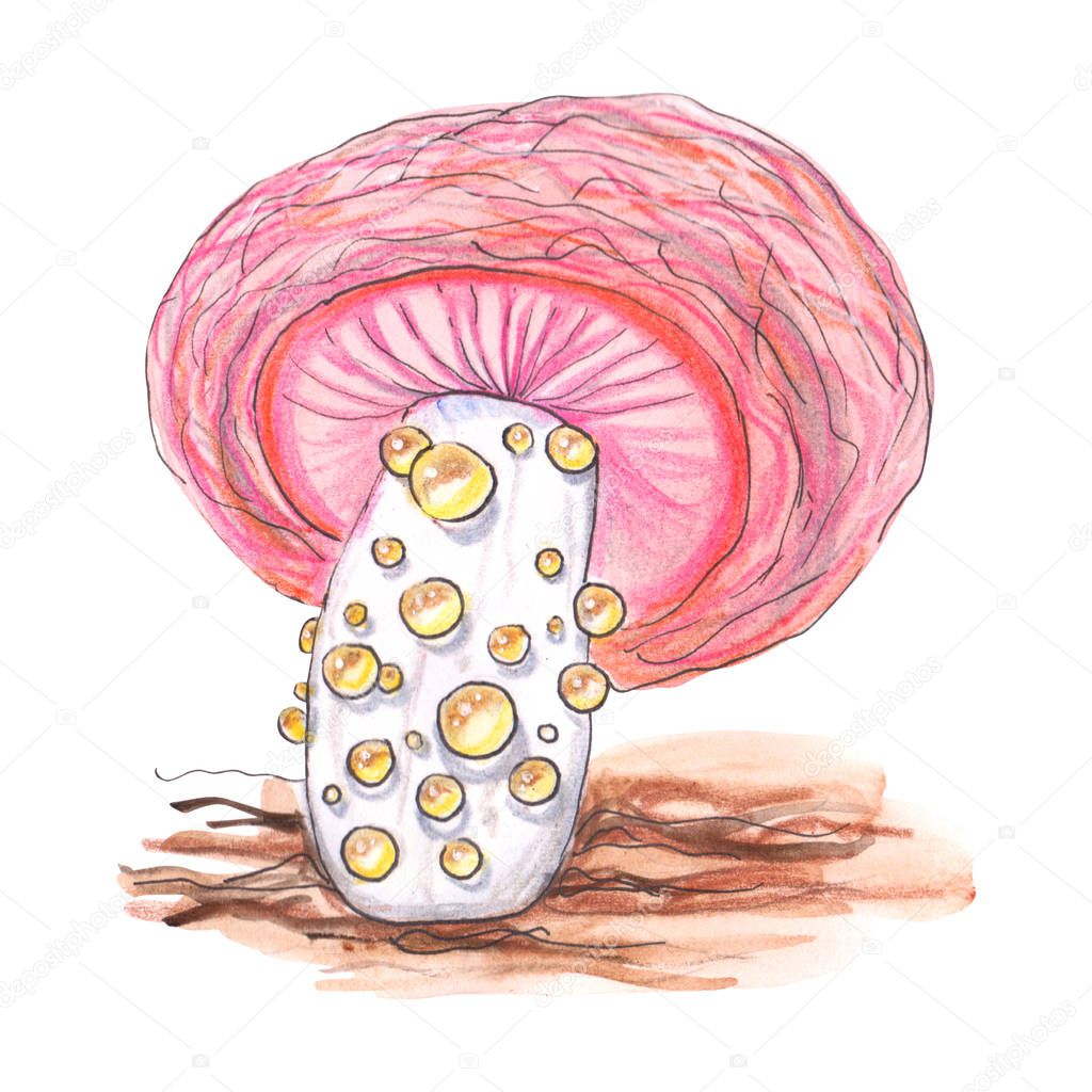Original fungus mushroom. 