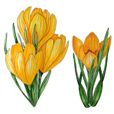 Bahar çiçekleri suluboya kümesi el boyalı.