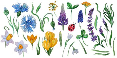 Bahar çiçekleri suluboya kümesi el boyalı.