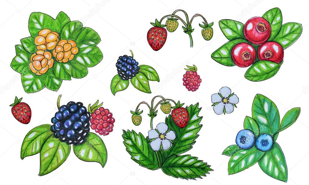 Hand painted watercolor set of berries.