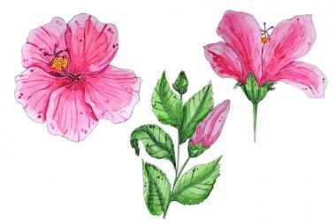 El boyaması suluboya tropikal çiçekler