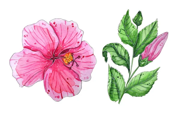 Hand painted watercolor tropical flowers