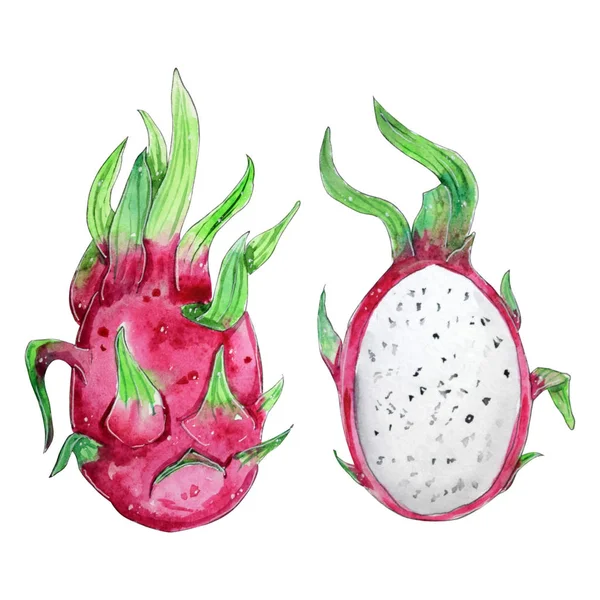 Watercolor Pitahaya, Dragon fruit Tropical. Hand drawn illustrations of ...
