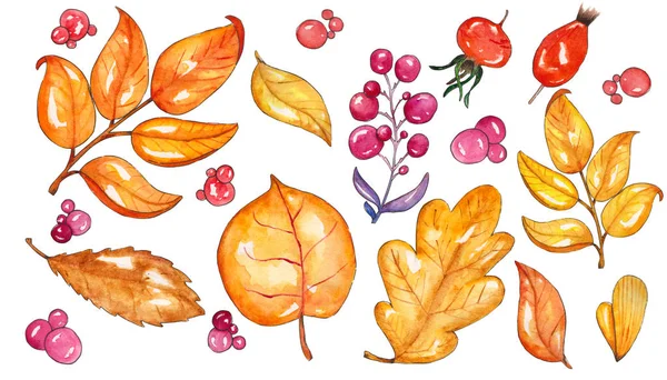 Set van herfst bladeren, bladgoud en bessen, — Stockfoto