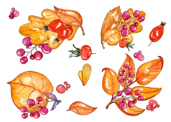 Zestaw gałęzi z jesienne liście i jagody — Zdjęcie stockowe