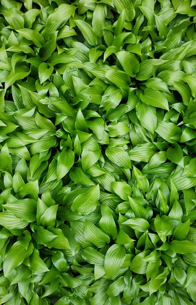 Zöld Levelek Textúra Háttér Makró False Hellebore Mérgező Növény Zöld — Stock Fotó