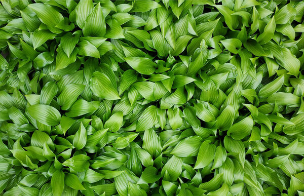 Green leaves texture background macro, False Hellebore toxic plant. Green lawn pattern and texture background. 