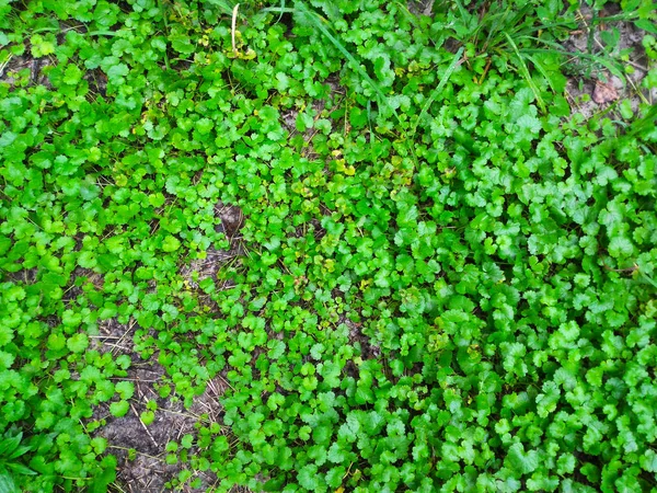 Grönt Löv Textur Bakgrund Makro Grön Gräsmatta Mönster Och Textur — Stockfoto