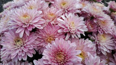 Çiçek parkında Krizantem deseni. Pembe krizantem çiçeklerinden oluşan bir küme. Üst te. Tasarım, kartlar, baskı için mükemmel.