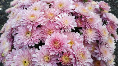 Çiçek parkında Krizantem deseni. Pembe krizantem çiçeklerinden oluşan bir küme. Üst te. Tasarım, kartlar, baskı için mükemmel.