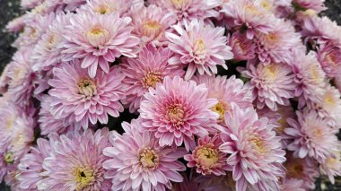 Çiçek parkında Krizantem deseni. Pembe krizantem çiçeklerinden oluşan bir küme. Üst te. Tasarım, kartlar, baskı için mükemmel.