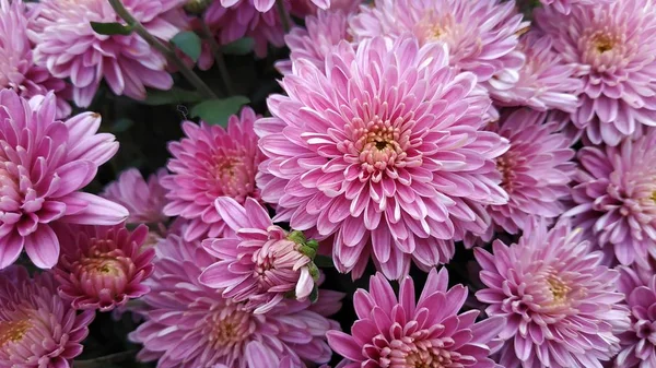 Çiçek parkında Krizantem deseni. Pembe krizantem çiçeklerinden oluşan bir küme. Üst te. Tasarım, kartlar, baskı için mükemmel.