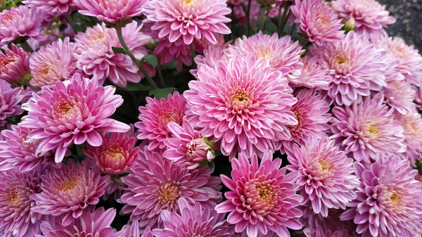 Chrysanthemenmuster Blumenpark Trauben Von Rosa Chrysanthemenblüten Ansicht Von Oben Perfekt — Stockfoto