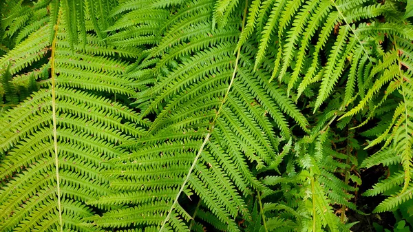 Beautiful fern leaves background.Perfect natural fern pattern. Beautiful background made with young green fern leaves for your design