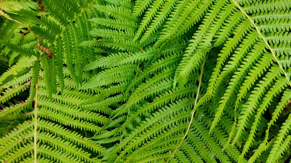 Beautiful fern leaves background.Perfect natural fern pattern. Beautiful background made with young green fern leaves for your design