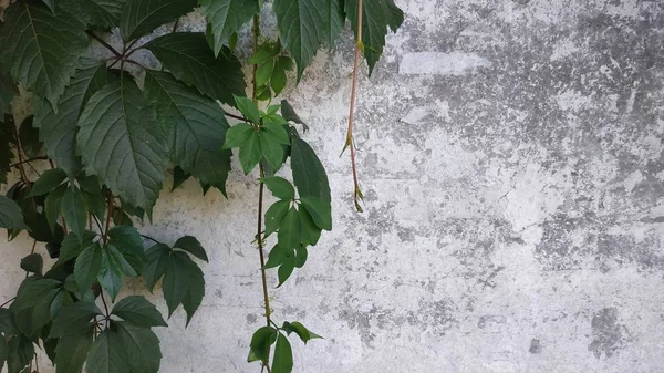 Lege Grunge Muur Met Takken Van Wilde Druiven Groene Bladeren — Stockfoto