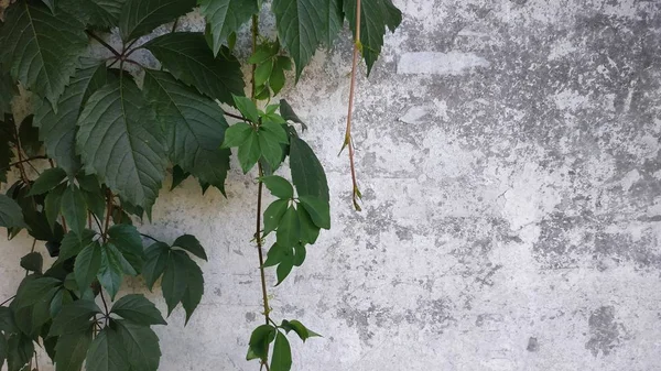 Пустая Гранж Стена Ветвями Дикого Винограда Зеленые Листья Винтажном Сером Лицензионные Стоковые Изображения