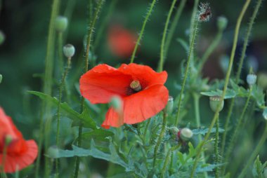 Haşhaş haşhaş aile otsu bitki cinsidir