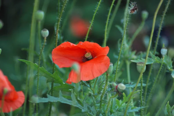Haşhaş haşhaş aile otsu bitki cinsidir