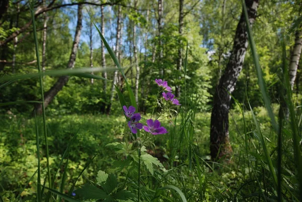 Bu orman harika dünyası.