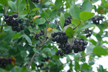 doğanın hediyesi. çilek