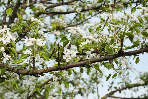 Çiçek dünyası. Appletree