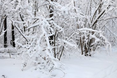Kış. Muhteşem kış orman.