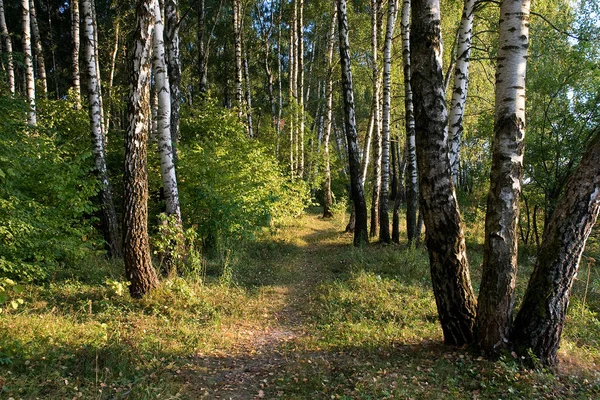 Birkenwald Wald Sommer — Stockfoto