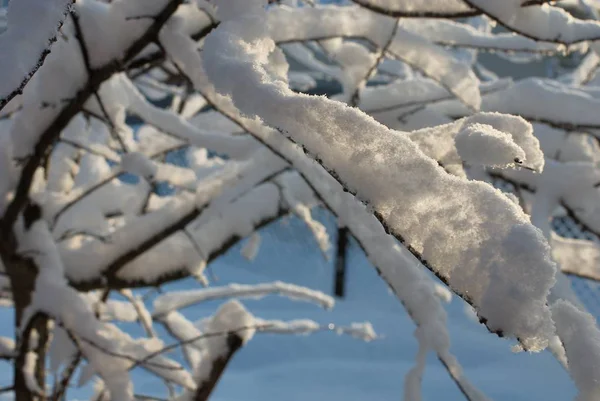 Beyaz kar tanesi sabah dönen